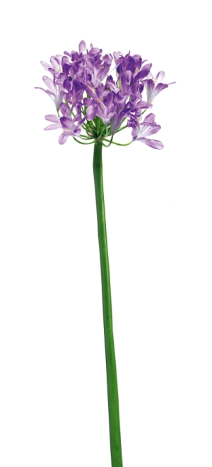 Euroflor | 64981 AGAPANTHUS Euroflor