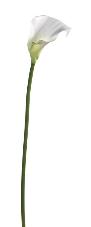 Euroflor | 61276.01 bianco CALLA LILY STEM Euroflor