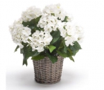 Euroflor | 77380.01 HYRANGEA BASKET 45*35cm Euroflor