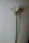 Concoral | 1210580 LILIUM CREMA 18*68cm Concoral