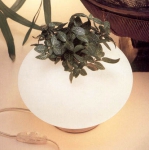 Leucos | Biosfera   Leucos