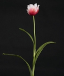 !!!A | 1001432.33 DOUBLE TULIP POLIEST. CM 55 COL. ROSA  