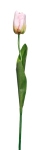 Euroflor | 63553.03 TULIP 2 leaves   Euroflor