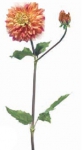Euroflor | 59502   SORBET DAHLIA Euroflor