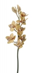 Euroflor | 50089 CYMBIDIUM ORCHID   Euroflor