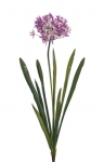 Euroflor | 64668 AGAPANTHUS BUSH Euroflor