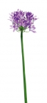 Euroflor | 64981 AGAPANTHUS Euroflor