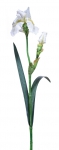 Euroflor | 67563 RIS SPRAY X 2 W/1 FLOWER  Euroflor