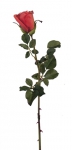 Euroflor | 66755.05 H50 ROSE Euroflor