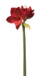 Euroflor | 66474.02   AMARYLLIS STEM X3 L=75cm Euroflor