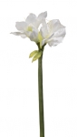 Euroflor | 66474.01   AMARYLLIS STEM X3 L=75cm Euroflor
