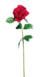 Euroflor | 68561 L-65cm HYBRID ROSE SINGLE STEM W/3 Euroflor