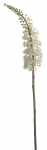 Euroflor | 50138 EREMURUS L90sm Euroflor