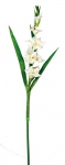Euroflor | 69254.01 PU GLADIOLUS SPRAY W/4 FLRS, 2 BUDS & 2 Euroflor