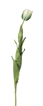 Euroflor | 57449.02 TULIP green  L107cm Euroflor