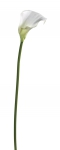 Euroflor | 61276.01 bianco CALLA LILY STEM Euroflor