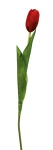 Euroflor | 66466.04  FRENCH TULIP STEM Euroflor