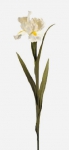 Concoral | 1210770 Iris crema Concoral