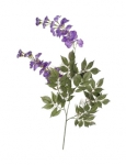Concoral | 2880236 Wisteria violeta Concoral