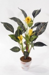 Concoral | 4903410 Aphelandra amarilla Concoral