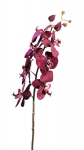 Euroflor | 66052.02 burdeos Phalaenposis Euroflor