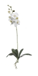 Euroflor | 65179 Phalanopsis blanco Euroflor