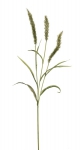 Euroflor | 59049 Sorghum spray crema Euroflor
