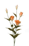 Concoral | 1221237 EUSTOMA MELOCOTON 82cml Concoral