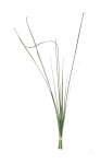 Euroflor | 63959 GRASS BUNDLE Euroflor